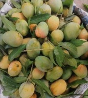 40 KG গোবিন্দভোগ আম ফর্মালিন মুক্ত (সরাসরী সাতক্ষীরার বাগান থেকে)