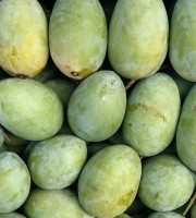 10KG ল্যাংড়া আম ফর্মালিন মুক্ত (সরাসরী সাতক্ষীরার বাগান থেকে)