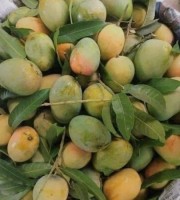 5 KG গোবিন্দভোগ আম ফর্মালিন মুক্ত (সরাসরী সাতক্ষীরার বাগান থেকে)